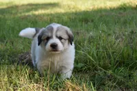 AKC F Cassie, a female Great Pyrenees for sale in Hooks, TX – Photo 1 of 5