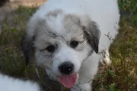 AKC F Cassie, a female Great Pyrenees for sale in Hooks, TX – Photo 3 of 5