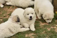 AKC Rocky, a male Great Pyrenees for sale in Hooks, TX – 5 of 7