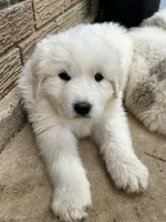 AKC Rocky, a male Great Pyrenees for sale in Hooks, TX – 2 of 7