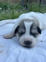 AKC M Bowie, a male Great Pyrenees for sale in Hooks, TX – Photo 2 of 4