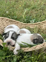 AKC Bowie, a male Great Pyrenees for sale in Hooks, TX – Photo 6 of 6