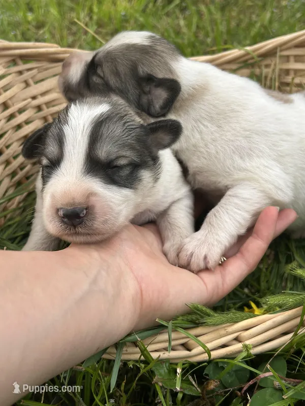 AKC Bowie, a male Great Pyrenees for sale in Hooks, TX – Photo 1 of 6