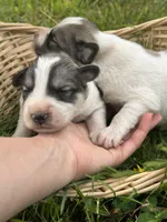 AKC Bowie, a male Great Pyrenees for sale in Hooks, TX – Photo 1 of 6
