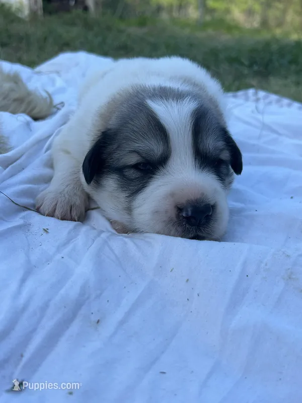 AKC M Bowie, a male Great Pyrenees for sale in Hooks, TX – Photo 1 of 4