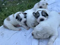 AKC M Bowie, a male Great Pyrenees for sale in Hooks, TX – Photo 3 of 4