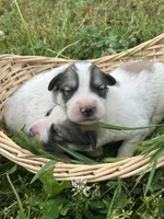 AKC Bowie, a male Great Pyrenees for sale in Hooks, TX – Photo 4 of 6