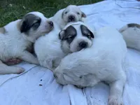AKC M Bowie, a male Great Pyrenees for sale in Hooks, TX – Photo 4 of 4