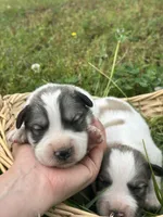 AKC Bowie, a male Great Pyrenees for sale in Hooks, TX – Photo 3 of 6