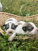 AKC Bowie, a male Great Pyrenees for sale in Hooks, TX – Photo 5 of 6