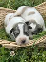 AKC Bowie, a male Great Pyrenees for sale in Hooks, TX – Photo 2 of 6