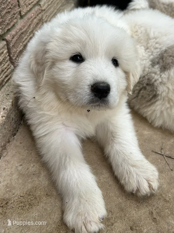 AKC Rocky – Great Pyrenees puppy for sale in Hooks, TX