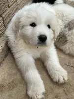 AKC Rocky, a male Great Pyrenees for sale in Hooks, TX – 1 of 7