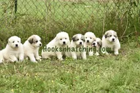AKC Rocky, a male Great Pyrenees for sale in Hooks, TX – 4 of 7