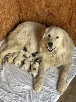 AKC Rocky, a male Great Pyrenees for sale in Hooks, TX – 7 of 7