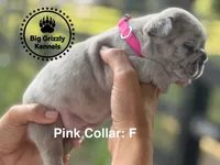Pink Collar, a female French Bulldog for sale in Crystal River, FL – 4 of 5