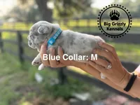 Blue Collar, a male French Bulldog for sale in Crystal River, FL – 2 of 5
