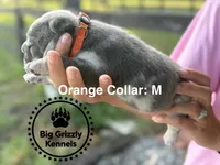 Orange Collar, a male French Bulldog for sale in Crystal River, FL – 2 of 5