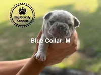 Blue Collar, a male French Bulldog for sale in Crystal River, FL – 1 of 5