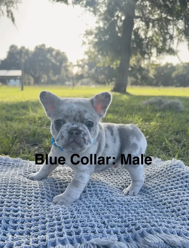 Blue Collar – French Bulldog puppy for sale in Crystal River, FL