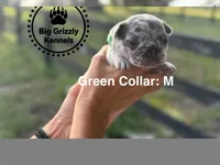 Green Collar, a male French Bulldog for sale in Crystal River, FL – 3 of 5
