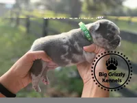 Green Collar, a male French Bulldog for sale in Crystal River, FL – 2 of 5