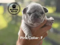 Pink Collar, a female French Bulldog for sale in Crystal River, FL – 1 of 5