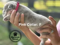 Pink Collar, a female French Bulldog for sale in Crystal River, FL – 2 of 5