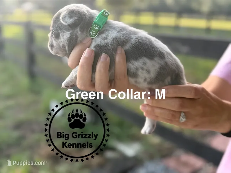 Green Collar – French Bulldog puppy for sale in Crystal River, FL