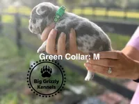 Green Collar, a male French Bulldog for sale in Crystal River, FL – 1 of 5