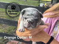 Orange Collar, a male French Bulldog for sale in Crystal River, FL – 3 of 5