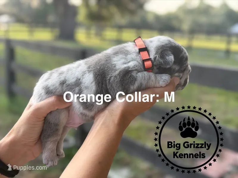 Orange Collar – French Bulldog puppy for sale in Crystal River, FL