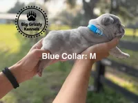 Blue Collar, a male French Bulldog for sale in Crystal River, FL – 3 of 5