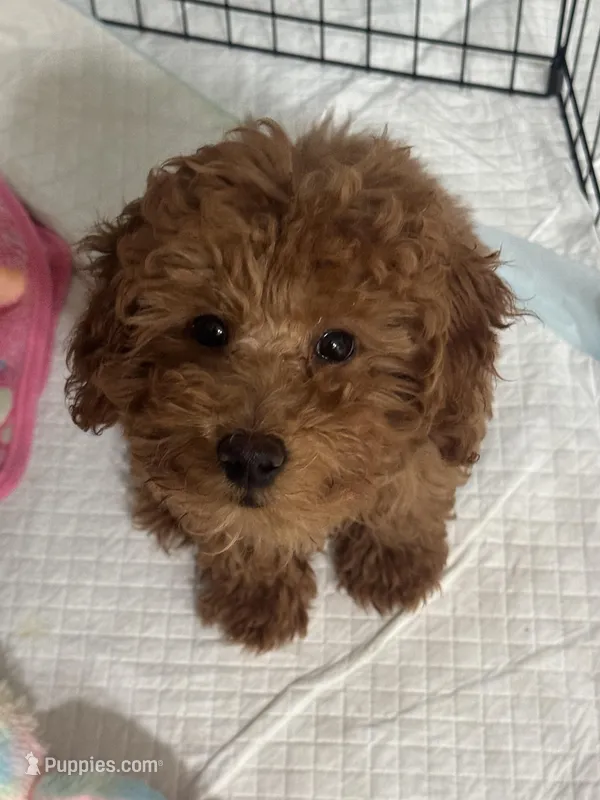 Cinnomon – Poodle - Miniature  puppy for sale in New York, NY