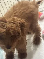 Cinnomon, a male Poodle - Miniature  for sale in New York, NY – Photo 2 of 6