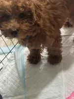 Cinnomon, a male Poodle - Miniature  for sale in New York, NY – Photo 4 of 6