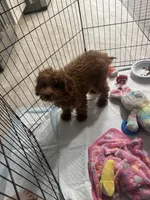 Cinnomon, a male Poodle - Miniature  for sale in New York, NY – Photo 6 of 6