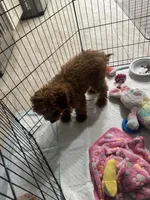 Cinnomon, a male Poodle - Miniature  for sale in New York, NY – Photo 5 of 6