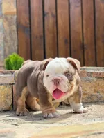 Draco, a male English Bulldog for sale in Orlando, FL – Photo 2 of 2