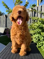 Shakira, a female Poodle - Standard  for sale in Orlando, FL – Photo 1 of 3