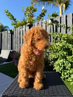 Shakira, a female Poodle - Standard  for sale in Orlando, FL – Photo 3 of 3