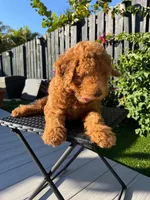 Shakira, a female Poodle - Standard  for sale in Orlando, FL – Photo 2 of 3