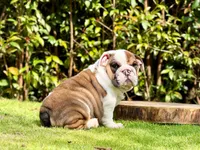 Moon, a female English Bulldog for sale in Orlando, FL – Photo 2 of 2