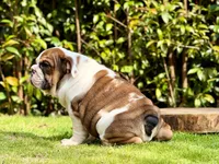 Moon, a female English Bulldog for sale in Orlando, FL – Photo 1 of 2