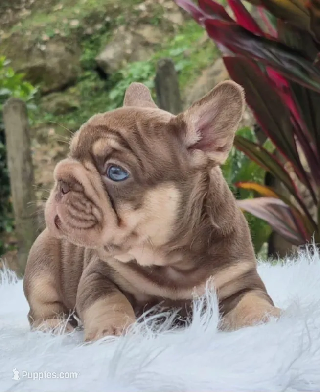 Rojo tri big rope boy