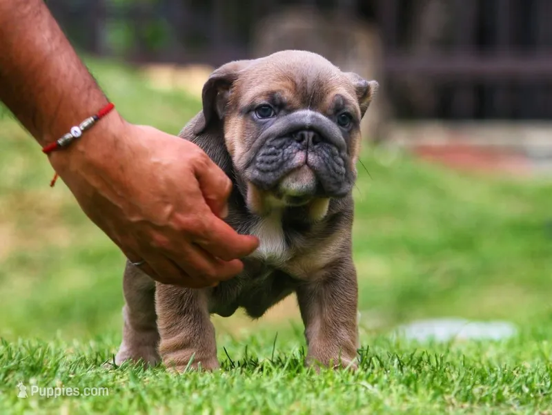 BLUE LAGOON, a female English Bulldog for sale in Orlando, FL – Photo 1 of 1
