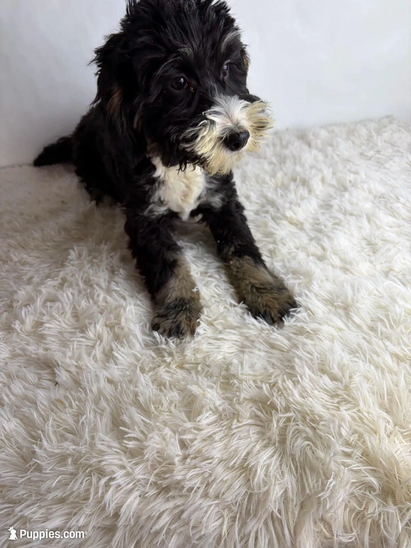 Daisy – Miniature Bernedoodle puppy for sale in Lovington, IL
