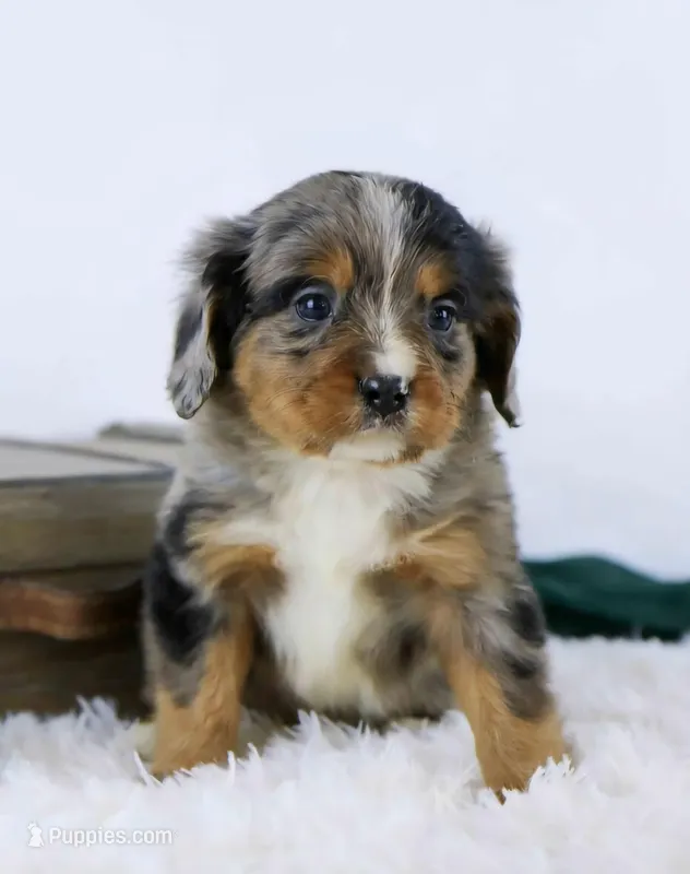 Lucky, a female Bernese Mountain Dog for sale in Lovington, IL – Photo 1 of 1