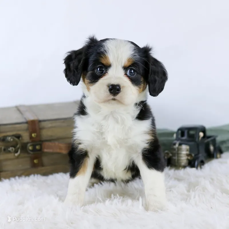 Ruby, a female Bernese Mountain Dog for sale in Lovington, IL – Photo 1 of 1
