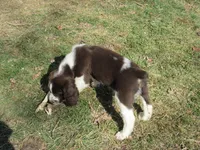 Jimmy, a male English Springer Spaniel for sale in Gap Mills, WV – Photo 3 of 5